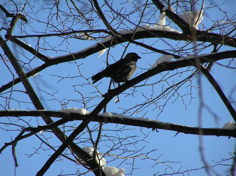 Foto: Kafka-zima v Ostrav�