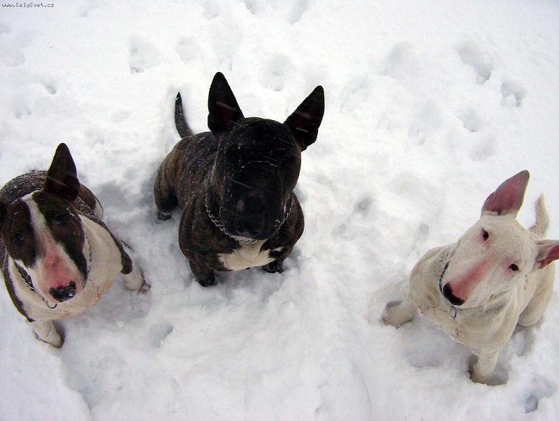 Foto: Bul�ci-sme�ka �ek� na odm�nu