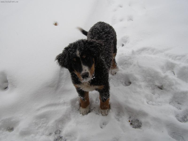 Foto: D�ina-poprv�  vid�m sn�h