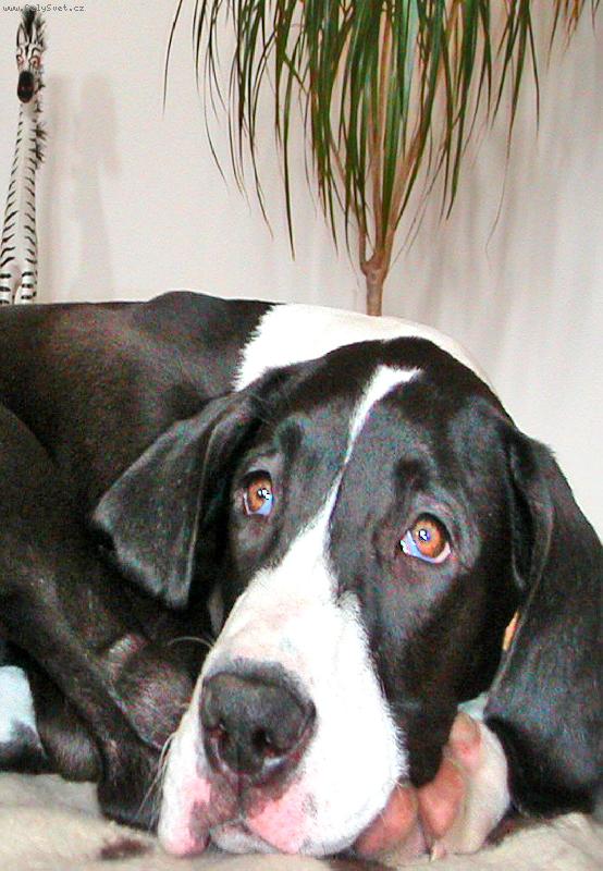 Foto: Fene�ka Maxima-4m�s��n� �t���tko