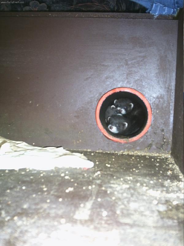 Foto: Fret�� mimina-kam se fretky vejdou