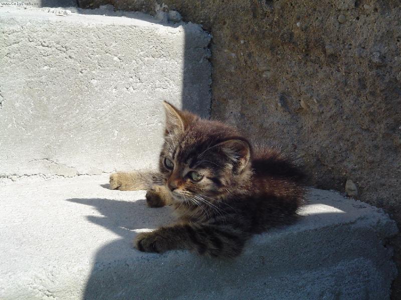 Foto: Mal� kot�