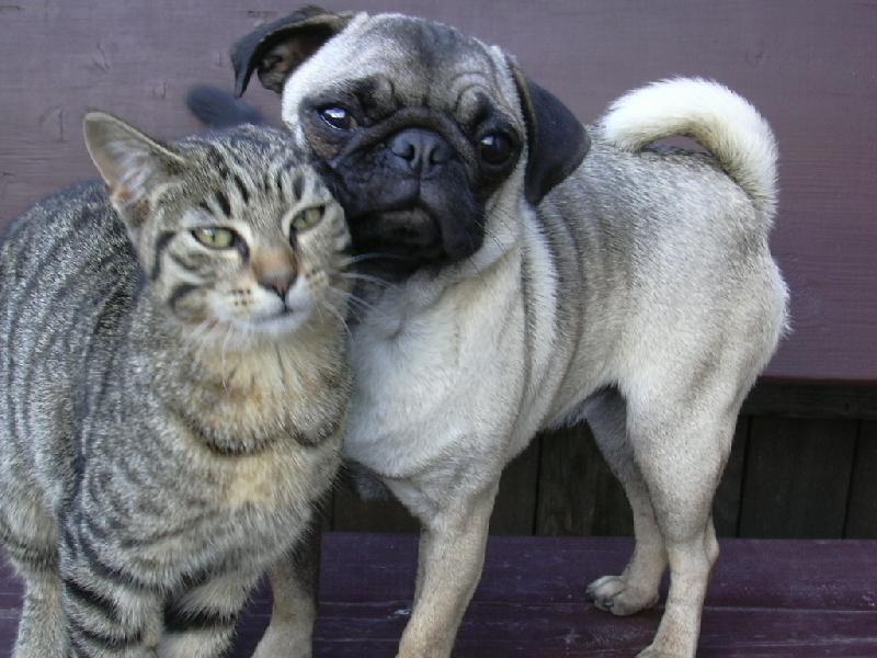 Foto: Kdy� dva se r�di maj�.....-p��tel�