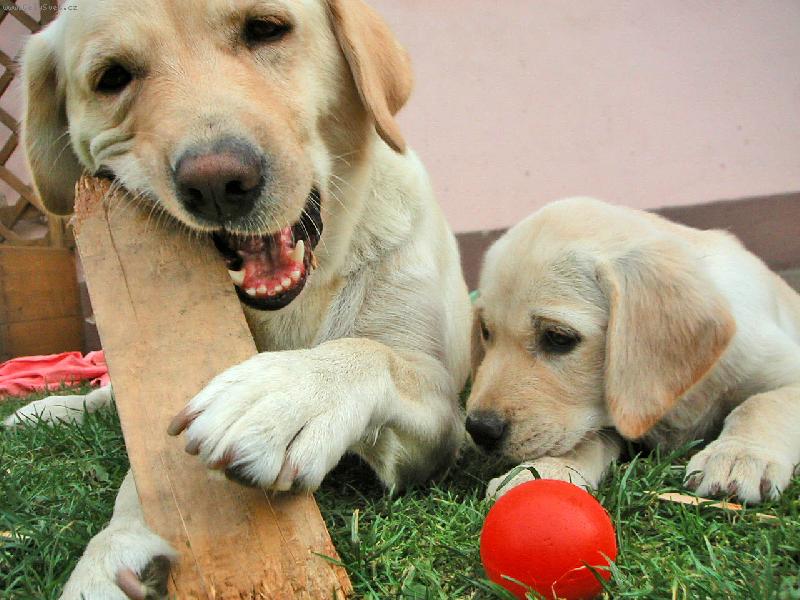 Foto: Ps� mamina �es�-..u� se mimino,jen se u�...