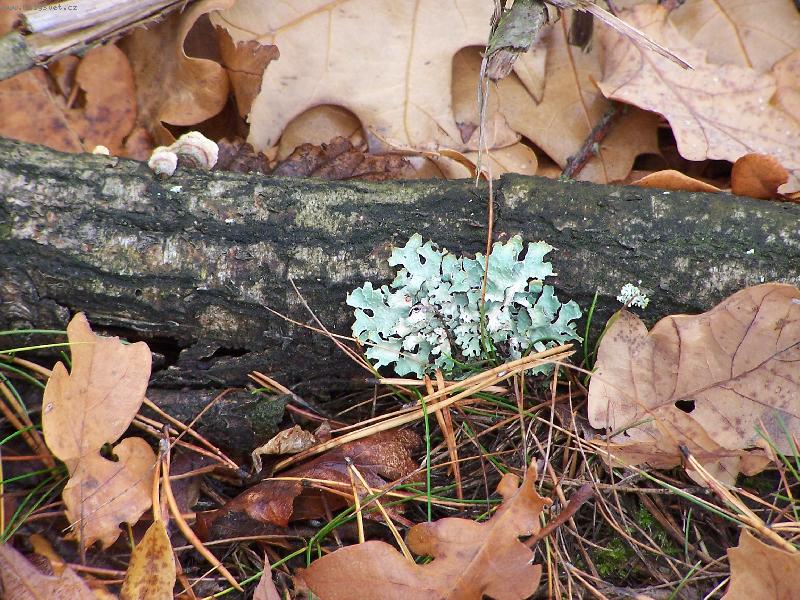 Foto: Kr�sy p��rody