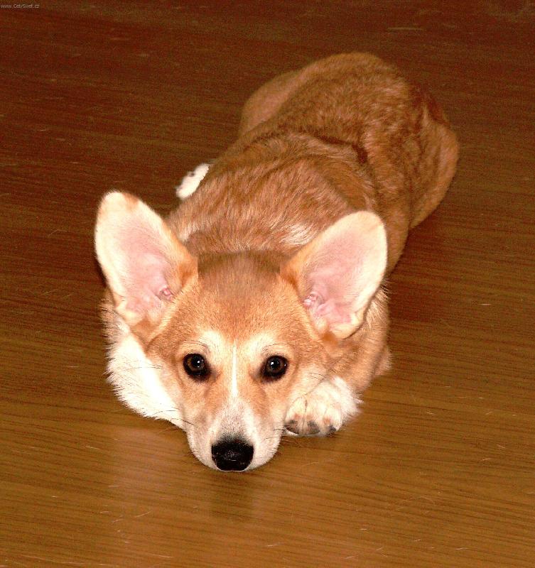 Foto: mal� li�ka-Dragon Joy   www.17th-meridian.cz