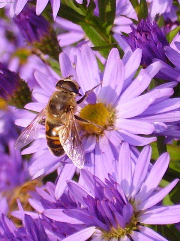 Foto: filalov� chutn� nejl�pe-V�elka na kv�tu