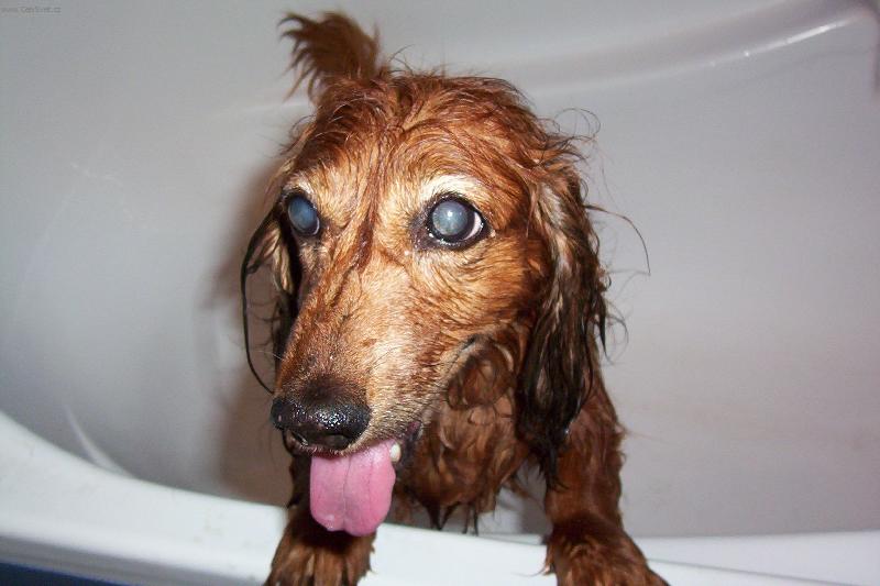 Foto: �apinka po koupeli