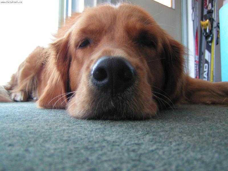 Foto: S�rinka-Odpoledn� veget