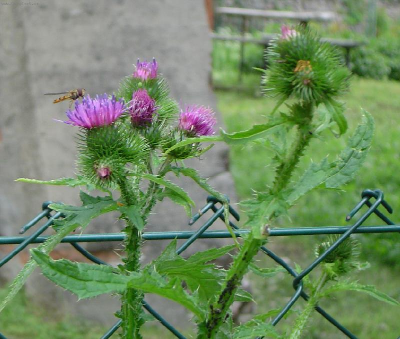 Foto: Vosa na bodl�ku