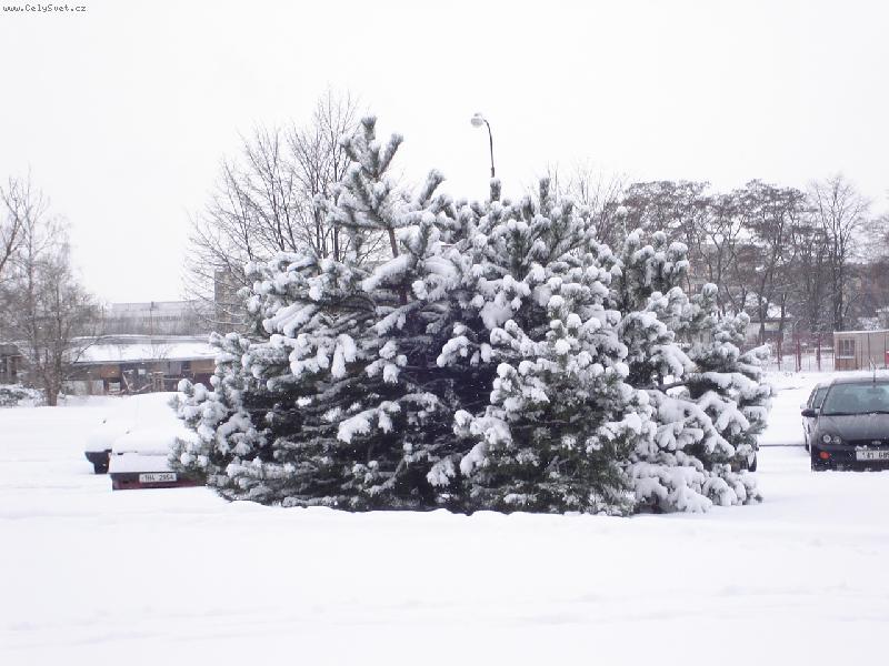 Foto: zima ve m�st�-borovice pod sn�hem