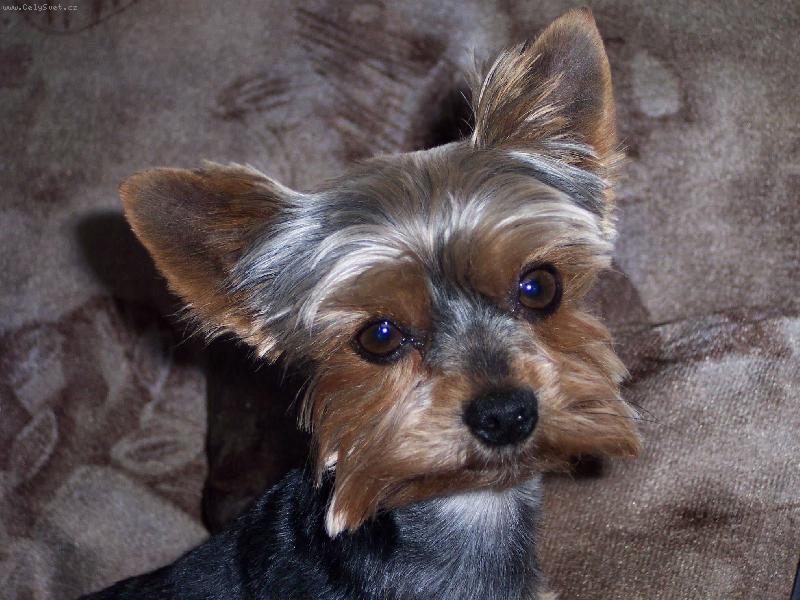 Foto: Kul�k 2006-po ost��h�n�,�e mi to,ale slu��