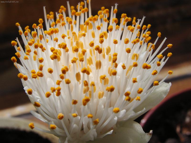 Foto: netradicni kvitek