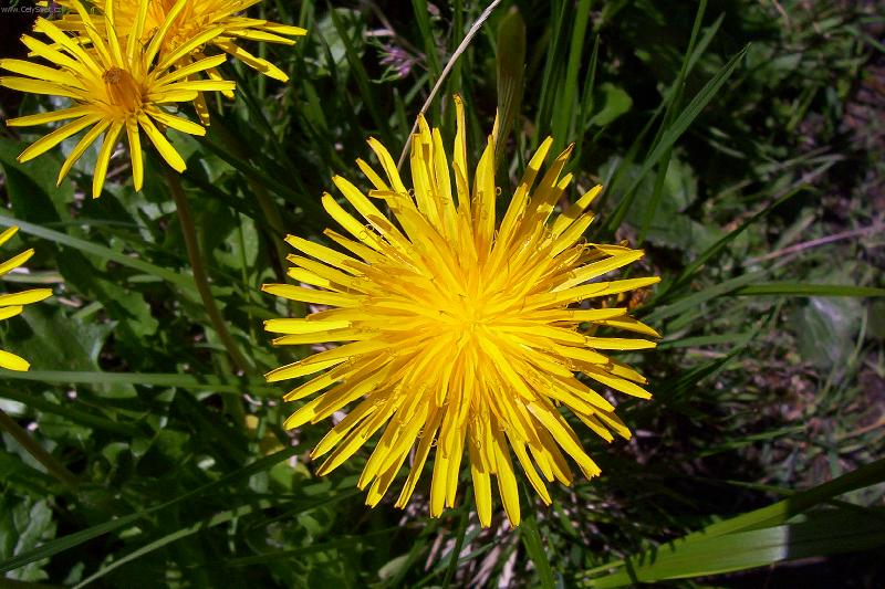 Foto: Slovensk� pampeli�ka