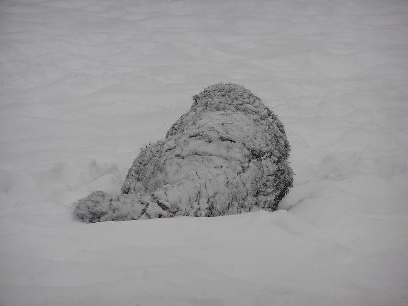 Foto: Sn�hul�k nebo pes?