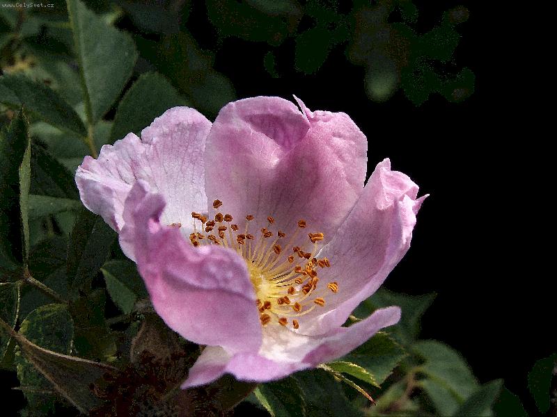 Foto: ��pkov� R��enka