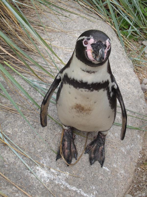 Foto: Tu����ek...-Zoo Plze�