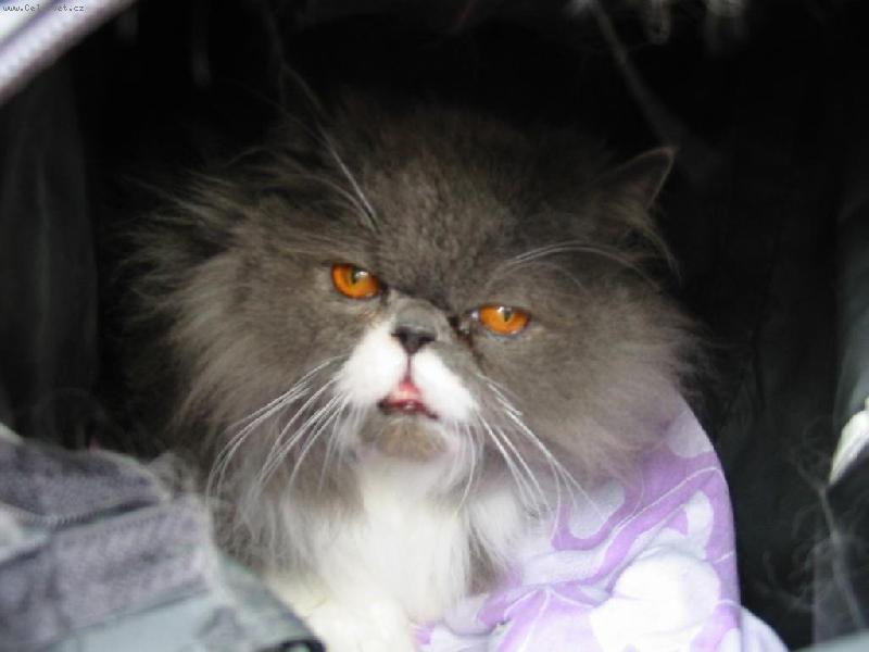 Foto: bohu�-n� bohu�e