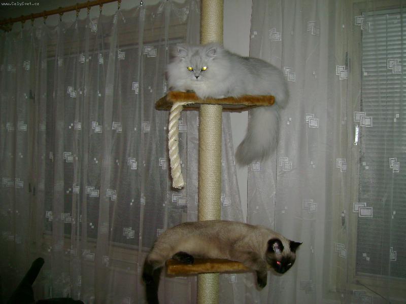 Foto: �i�inky na�e