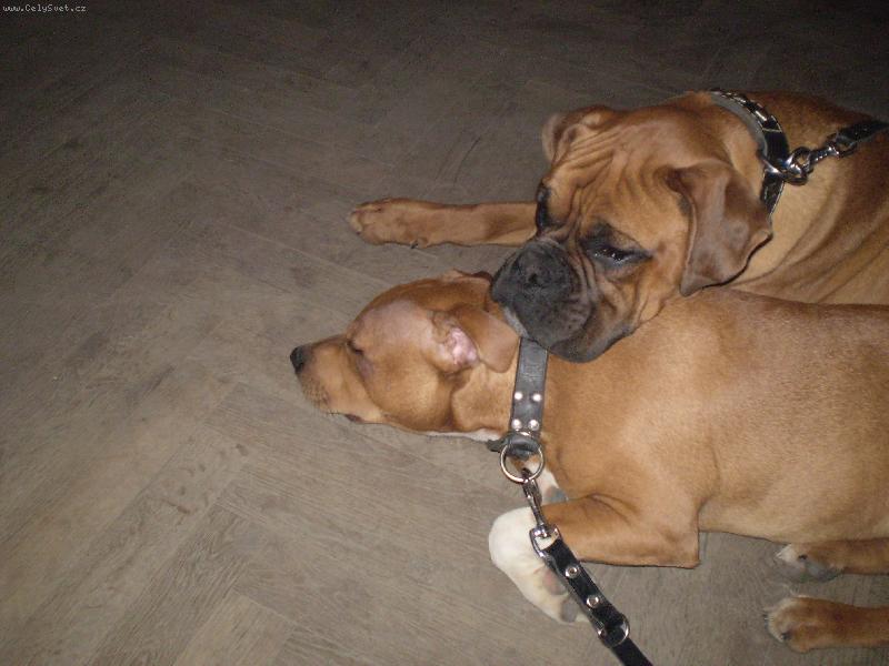 Foto: B�rt s k�mo�em-znaveni po dlouh� proch�zce.. :)