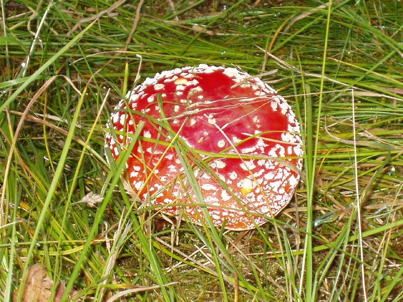 Foto: Moje MUCHM�RKA-To by byla dobrota