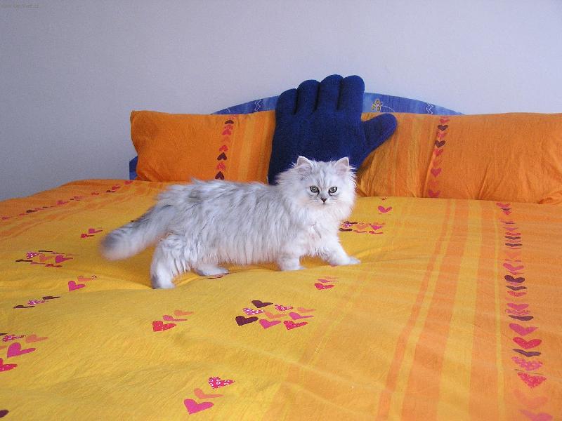 Foto: M�dn� p�ehl�dka-A takhle se p�edv�d�me