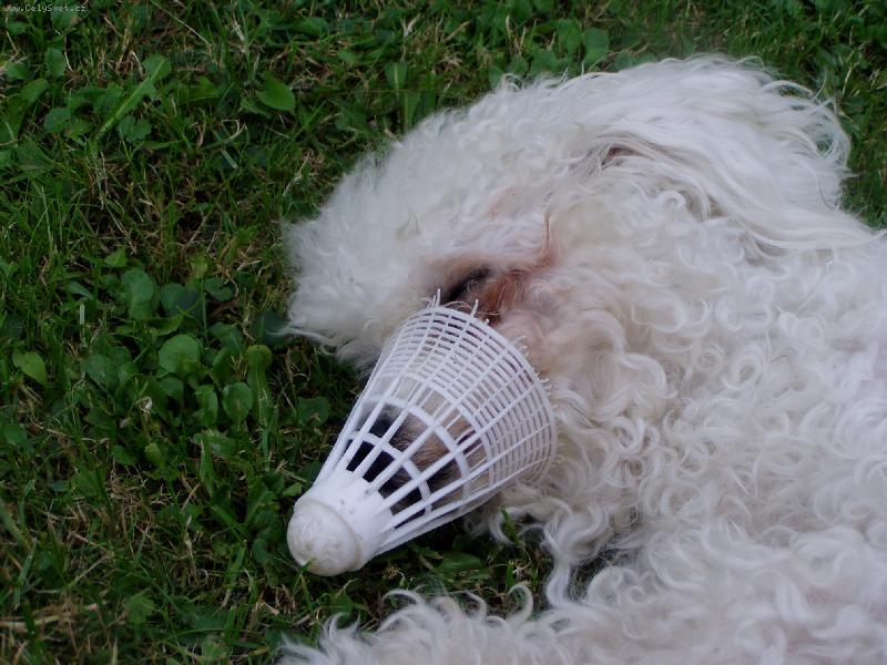 Foto: n�hradn� nos