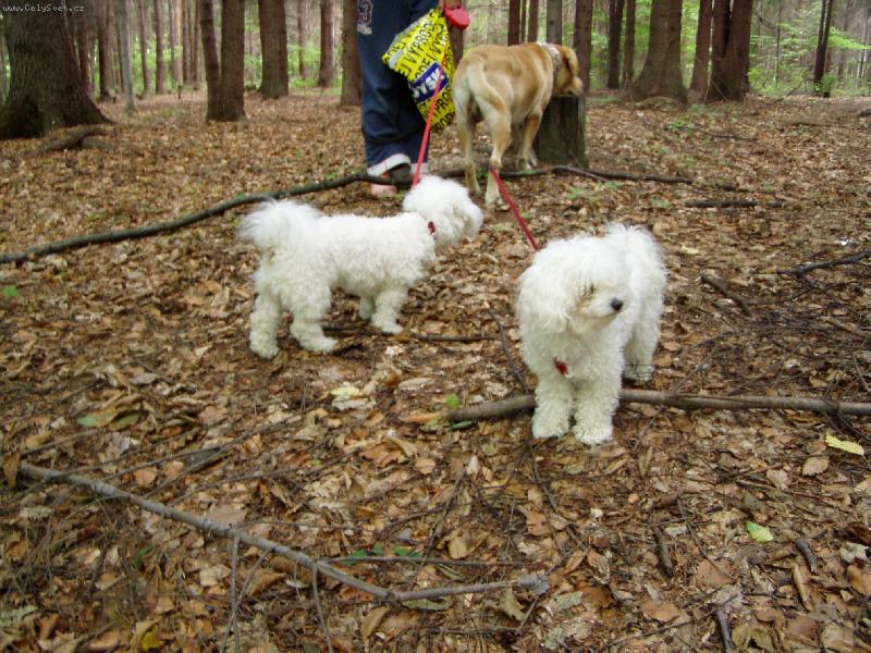 Foto: Jesin�ina druh� sme�ka