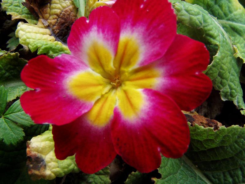 Foto: moje prvosenka