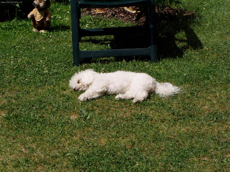 Foto: odpo��v�m jako pes