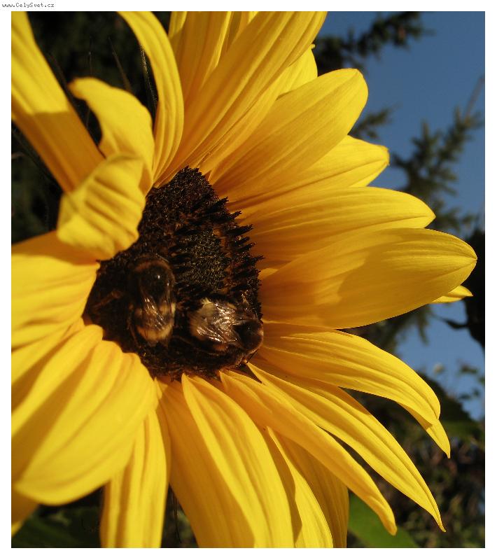 Foto: V�el� br�kov�