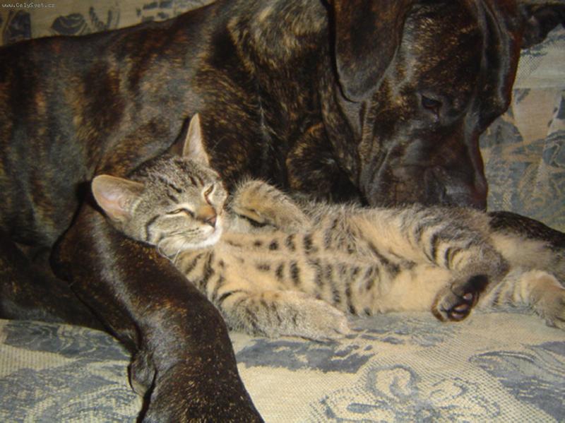 Foto: Smart a Sam-Tak tomu se ��k� pohoda