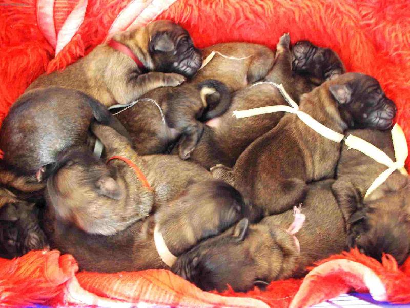 Foto: O�atka leonberger�-Galaxy Oss. - Vrh A