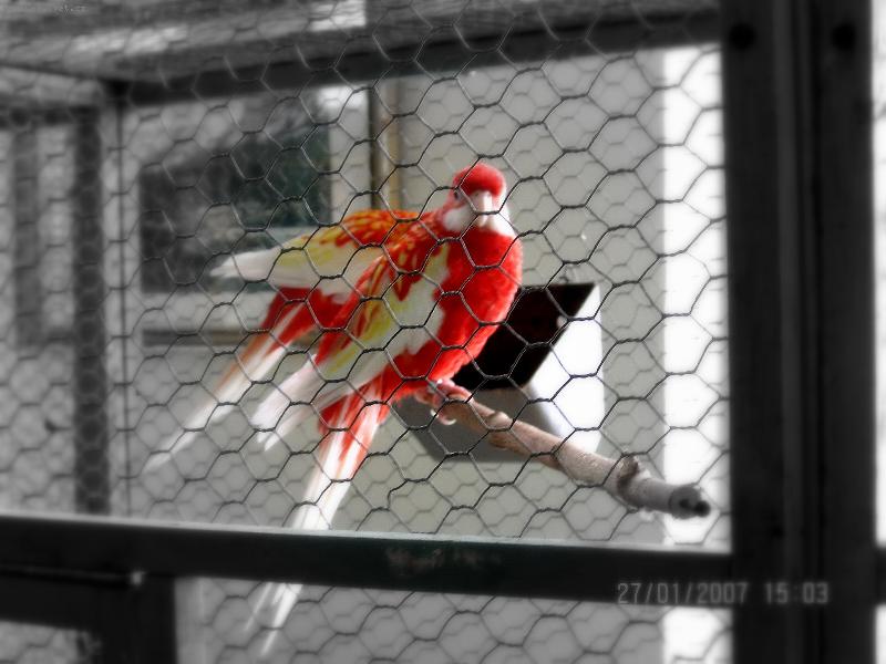 Foto: Rozela pestr�-rub�no