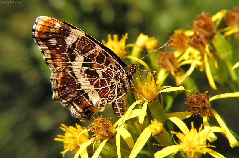 Foto: Na kv�tu-Makro mot�la