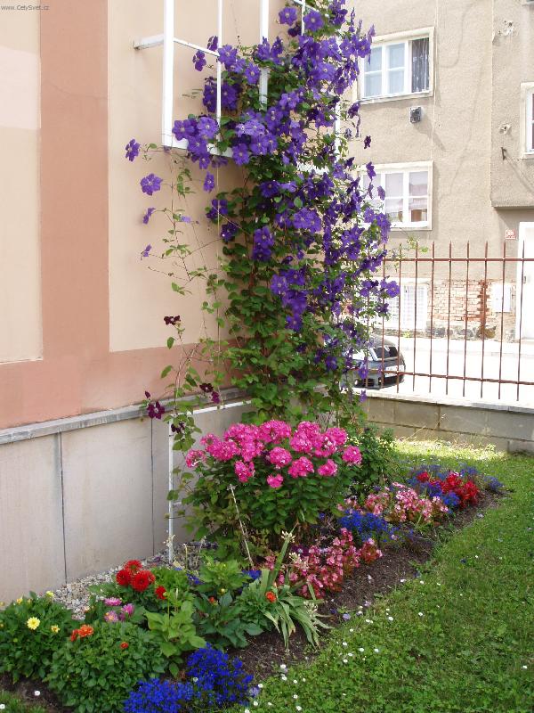 Foto: Letn� kv�tiny-Barevn� z�ti��