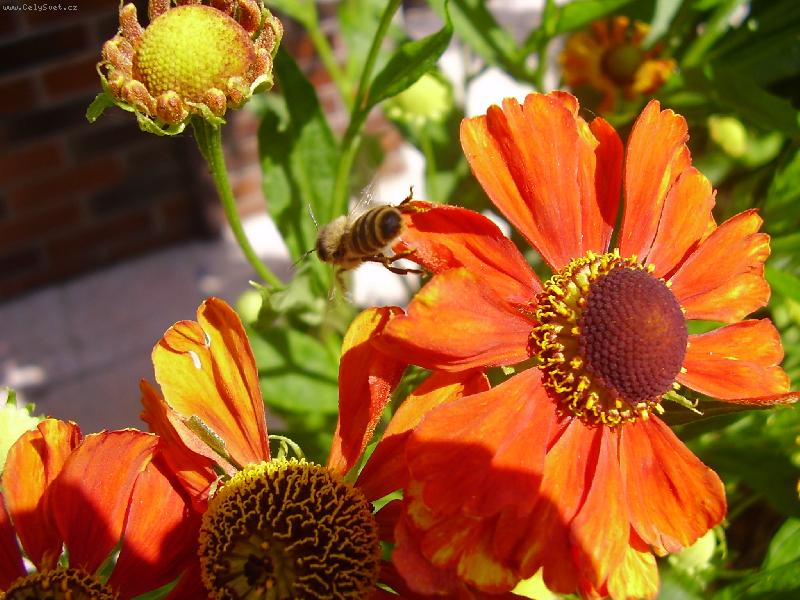 Foto: V�elka popr�en� pylem let� d�t mo�nost vzniknout dal��mu kr�sn�mu kv�tu..