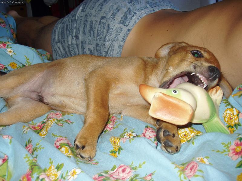 Foto: Koukni jak� m�m zoubky.