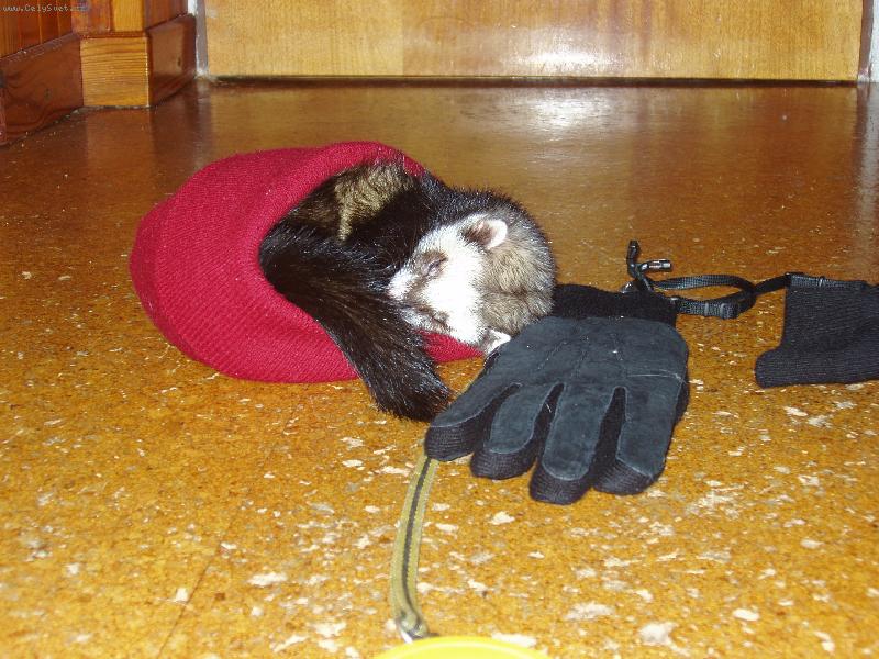 Foto: Dav�dek po n�ro�n� proch�zce.