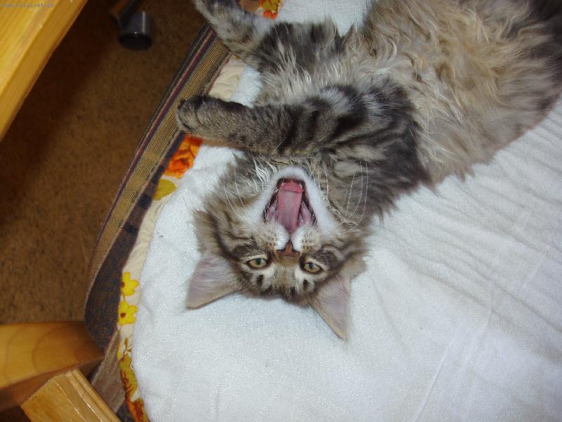 Foto: Kocourek Mourina-A te� v�s v�echny sn�m...