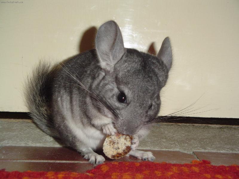 Foto: �in�ila Mi�ka