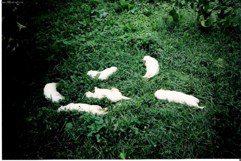 Foto: odpoledn� siesta