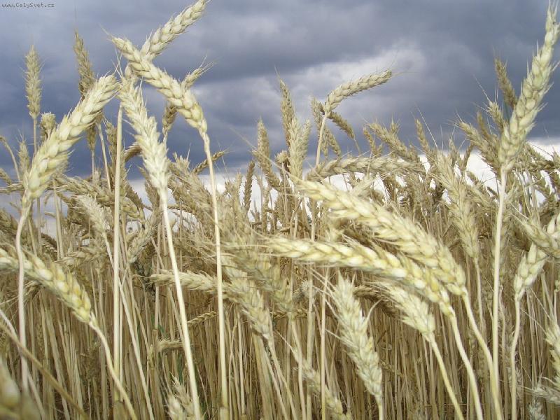 Foto: P�ed bou��