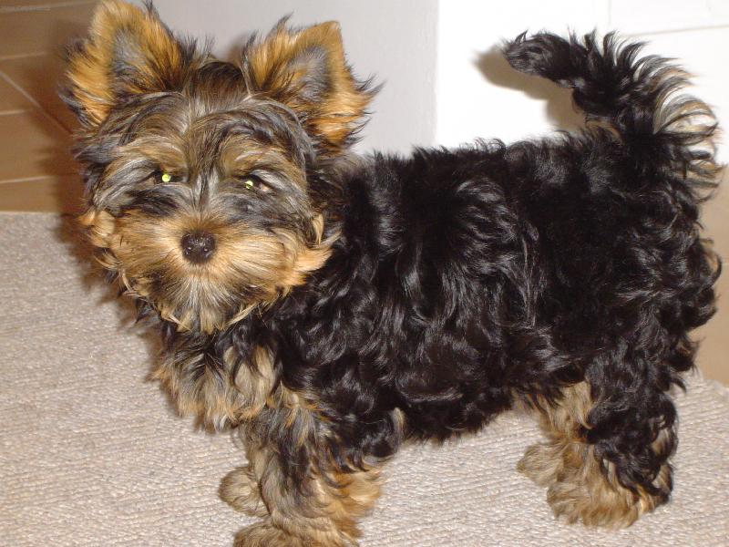 Foto: Corinka-Jsem p�kn� kudrn��ek,co?? :)