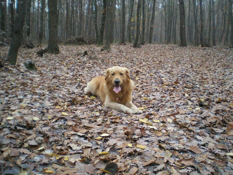 Foto: Max-Maxim v lese:))