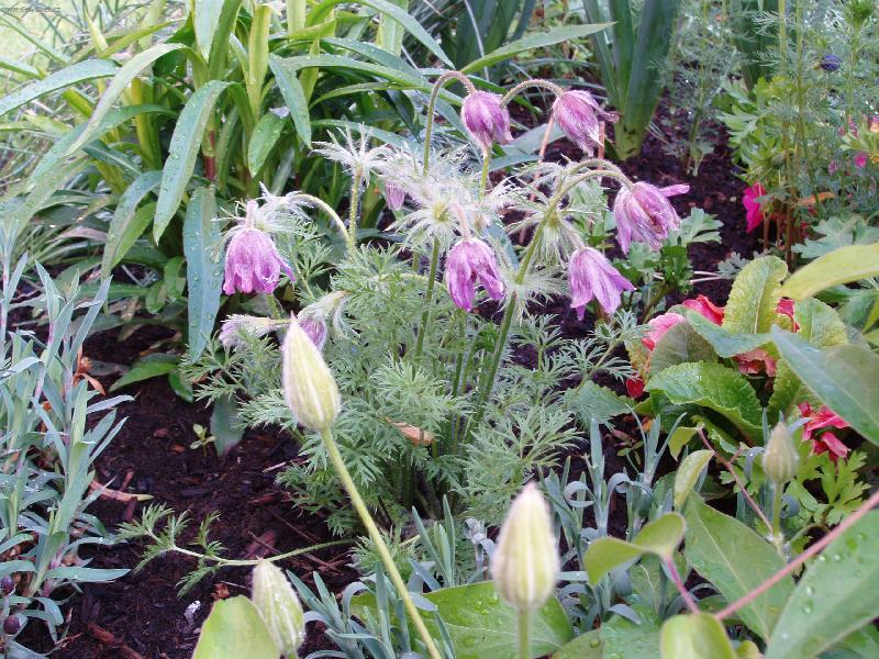 Foto: koniklec-jarn� pozdrav