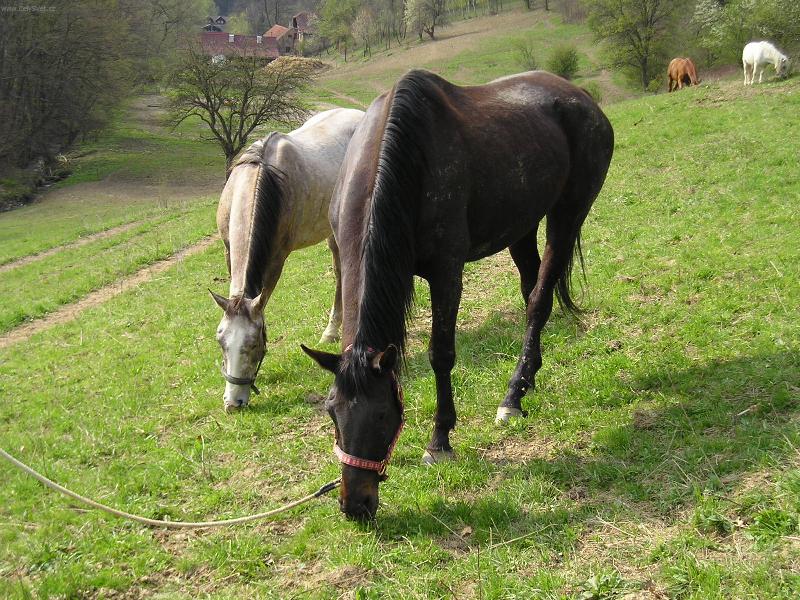 Foto: Kokoska a Merlin-My tu m�me pohodu, co?
