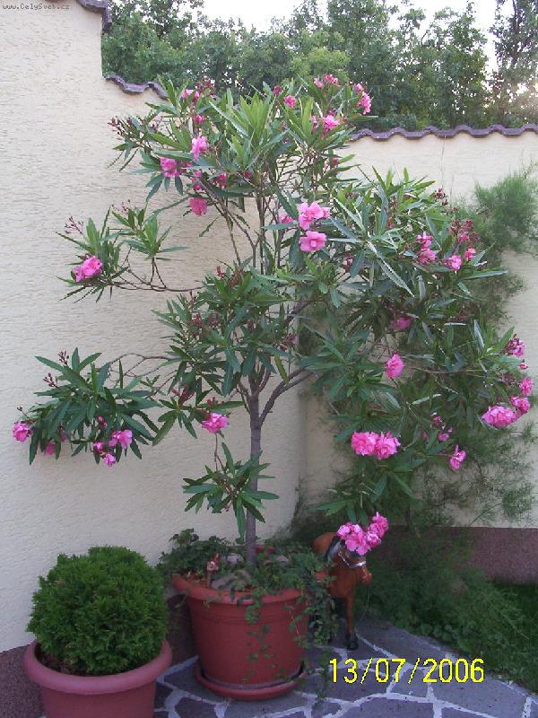 Foto: Kvetouc� oleandr -vo�av�-N�kolikalet� pr�ce a v�sledek??? Tvarovan� strom Oleandru r��ov�ho.