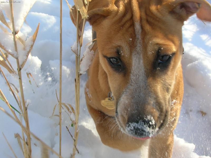 Foto: To b�l� mi d�l� trochu vr�sky...co je to?