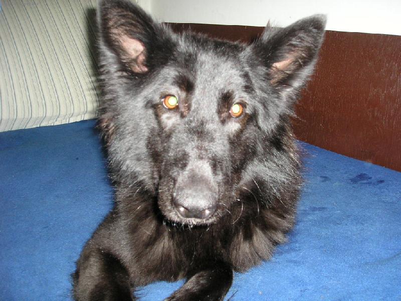 Foto: Majda-Na�e ps� sle�na